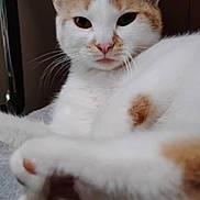 Patches joined the competition — help win amazing prizes! cat, animal, pet, white_fur, orange_fur, relaxed, paws, close_up, indoor, feline, cute, whiskers, ears, face, fur, resting, domestic_animal, mammal, soft, portrait