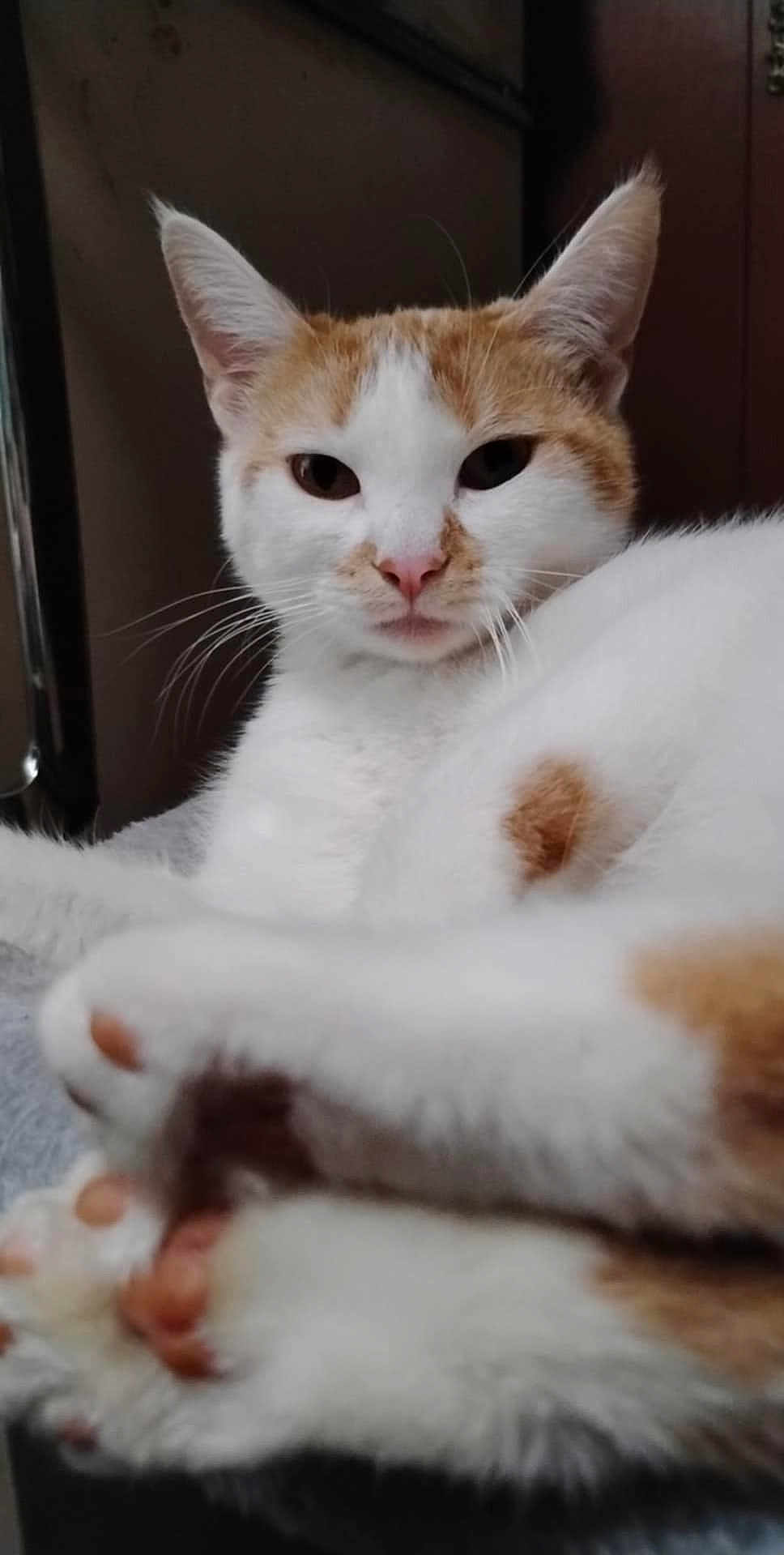 Patches joined the competition — help win amazing prizes! cat, animal, pet, white_fur, orange_fur, relaxed, paws, close_up, indoor, feline, cute, whiskers, ears, face, fur, resting, domestic_animal, mammal, soft, portrait