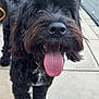 Frankie joined the competition — help win amazing prizes! dog, black_dog, curly_hair, tongue_out, pet, canine, outdoor, patio, happy, closeup, fur, tail, playful, animal, domestic_animal, companion, friendly, standing, tongue, excited