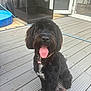 animal, black_dog, collar, cute, dog, domestic_animal, eyes, floor, fur, happy, kiddie_pool, open_door, outdoor, pet, playful, plush_toy, sitting, tongue_out, wicker_pet_house, wooden_deck