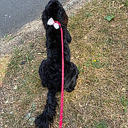 Frankie is registered to the contest to win money with this photo: dog, black_dog, leash, bow, grass, dry_grass, sidewalk, outdoor, pet, canine, fur, tail, collar, walking, nature, animal, pavement, summer, leash_handle, resting