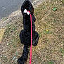 animal, black_dog, bow, canine, collar, dog, dry_grass, fur, grass, leash, leash_handle, nature, outdoor, pavement, pet, resting, sidewalk, summer, tail, walking