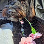 animal, basket, black_dog, blanket, carnation, closeup, collar, cute, dog, flower, fur, indoor, pet, pink_flower, playful, portrait, resting, soft_texture, tag, whiskers
