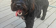 Frankie is registered to the contest to win money with this photo: dog, black_dog, curly_fur, tongue_out, toy, stuffed_bear, wooden_deck, outdoor, pet, playful, happy, animal, canine, fur, paw, collar, open_mouth, companion, domestic_animal, pet_toy