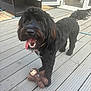 animal, black_dog, canine, collar, companion, curly_fur, dog, domestic_animal, fur, happy, open_mouth, outdoor, paw, pet, pet_toy, playful, stuffed_bear, tongue_out, toy, wooden_deck
