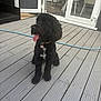 animal, black_dog, canine, chair, collar, daylight, deck, dining_area, dog, domestic_animal, flooring, fur, glass_door, happy, indoor, outdoor, pet, sitting, tongue_out, wooden_floor