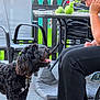 Frankie is registered to the contest to win money with this photo: dog, black_dog, curly_fur, pet, animal, outdoor, patio, chair, table, person, human, grass, fence, sunlight, daytime, tongue_out, looking_up, interaction, collar, relaxed