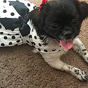Miss Gemini is registered to the contest to win money with this photo: dog, small_dog, black_and_white, polka_dot, dress, bow, red_bow, carpet, tongue_out, pet, cute, indoor, animal, fur, playful, lying_down, ears, friendly, domestic_animal, adorable
