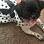 dog, small_dog, black_and_white, polka_dot, dress, bow, red_bow, carpet, tongue_out, pet, cute, indoor, animal, fur, playful, lying_down, ears, friendly, domestic_animal, adorable