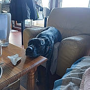 Valérie a rejoint le concours — aidez-le/la à gagner de superbes lots ! dog, black_dog, table, armchair, blanket, jacket, living_room, wooden_table, resting, relaxed, pet, furniture, indoor, casual, cozy, floor, window, chair, collar, household