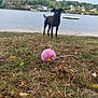 dog, black_dog, grass, lake, water, trees, houses, sky, toy, pink_ball, outdoor, nature, animal, play, fetch, shore, landscape, pets, summer, daytime
