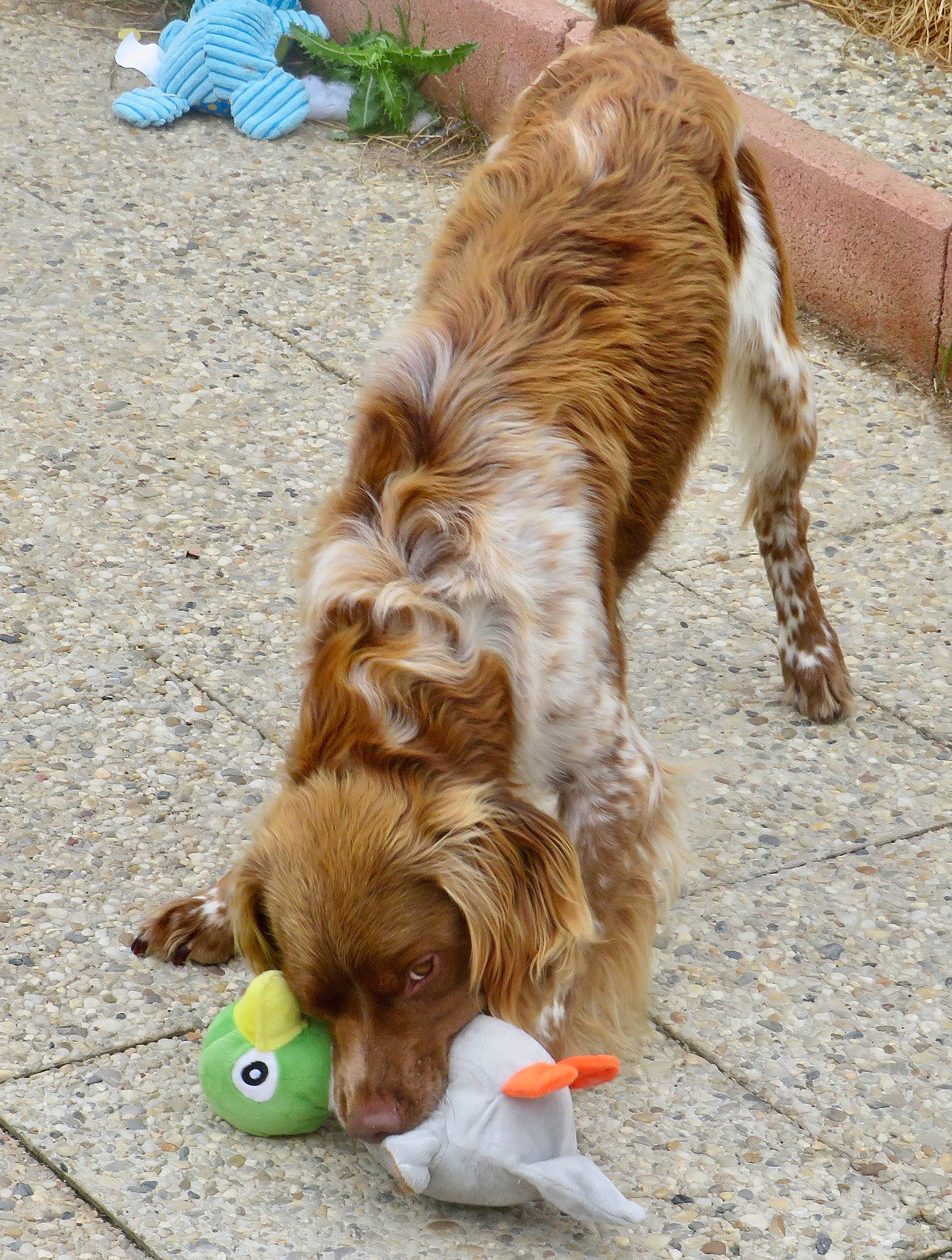 Paxi participe au concours pour gagner de l'argent avec cette photo : canidae, carnivore, cavalier_king_charles_spaniel, companion_dog, dog, dog_breed, dog_supply, fawn, felidae, fur, grass, liver, paw, pet_supply, snout, sporting_group, tail, tennis_ball, toy_dog, working_animal