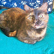 Biscotte a rejoint le concours — aidez-le/la à gagner de superbes lots ! cat, tortoiseshell_cat, pet, feline, animal, fur, whiskers, ears, eyes, blanket, indoor, resting, cute, curious, domestic_animal, closeup, cozy, patterned_background, teal, blue