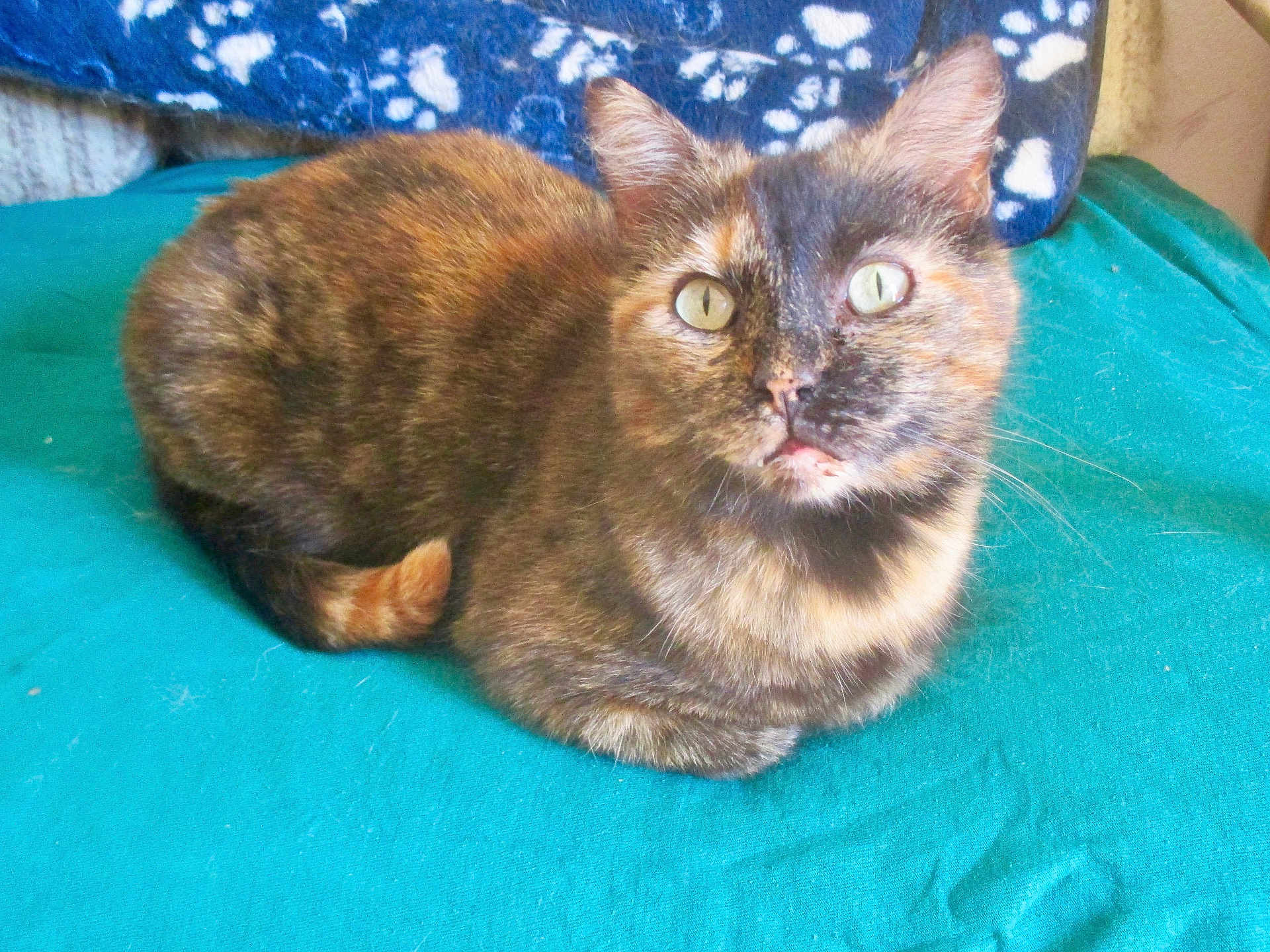 Biscotte a rejoint le concours — aidez-le/la à gagner de superbes lots ! cat, tortoiseshell_cat, pet, feline, animal, fur, whiskers, ears, eyes, blanket, indoor, resting, cute, curious, domestic_animal, closeup, cozy, patterned_background, teal, blue