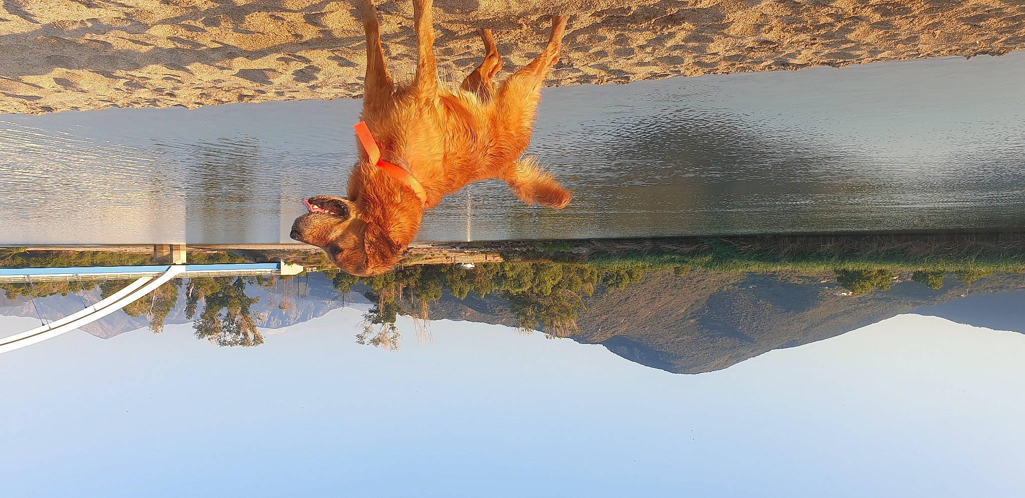 Matthew participe au concours pour gagner de l'argent avec cette photo : art, beak, chainsaw_carving, cloud, fawn, felidae, heat, landscape, plant, reflection, rock, sky, tail, terrestrial_animal, tree, trunk, twig, water, wildlife, wood