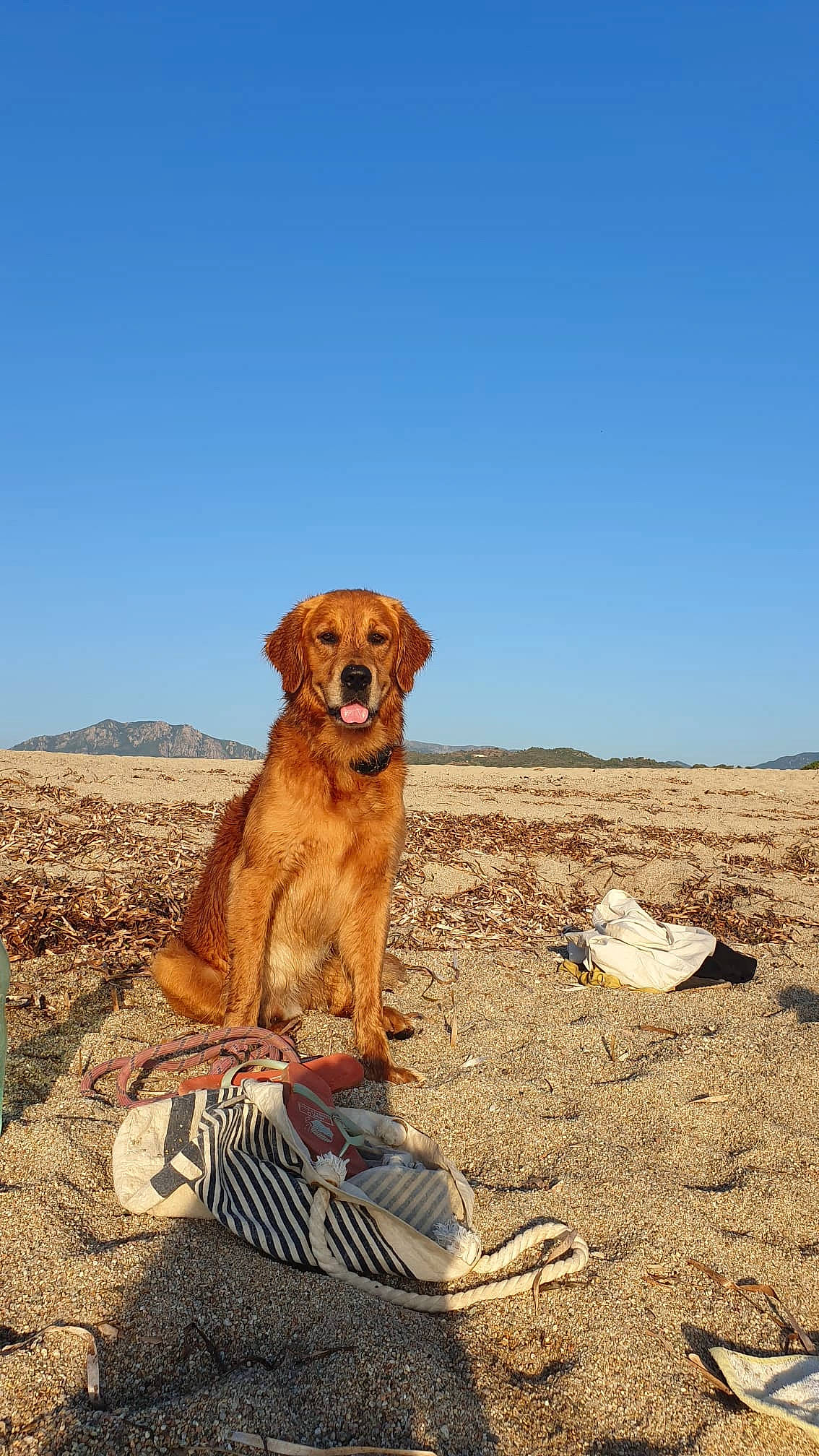 Matthew participe au concours pour gagner de l'argent avec cette photo : adventure, bedrock, carnivore, collar, companion_dog, dog, dog_breed, dog_hiking, fawn, hill, landscape, makhtesh, paw, plant, plateau, rock, sand, sky, soil, terrestrial_animal