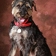 Chaussette a rejoint le concours — aidez-le/la à gagner de superbes lots ! dog, pet, animal, portrait, collar, fur, sitting, brown_background, happy, tongue_out, cute, scruffy, studio, canine, furry, domestic_animal, mammal, looking_at_camera, tag, friendly