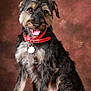 dog, pet, animal, portrait, collar, fur, sitting, brown_background, happy, tongue_out, cute, scruffy, studio, canine, furry, domestic_animal, mammal, looking_at_camera, tag, friendly