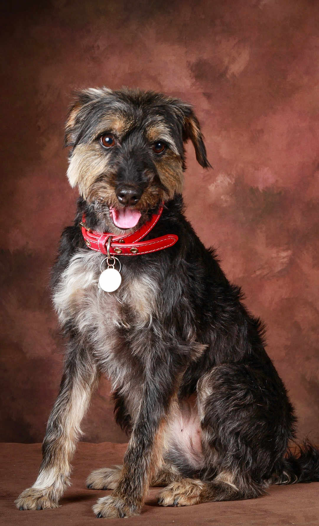 Chaussette a rejoint le concours — aidez-le/la à gagner de superbes lots ! dog, pet, animal, portrait, collar, fur, sitting, brown_background, happy, tongue_out, cute, scruffy, studio, canine, furry, domestic_animal, mammal, looking_at_camera, tag, friendly