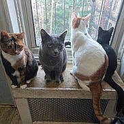 Catfeinated Quartet is registered to the contest to win money with this photo: cat, window, bench, indoor, feline, four_cats, curious, sitting, wooden, orange_and_white_cat, gray_cat, calico_cat, black_cat, pets, domestic_animals, daylight, looking_out, quiet, home, cozy