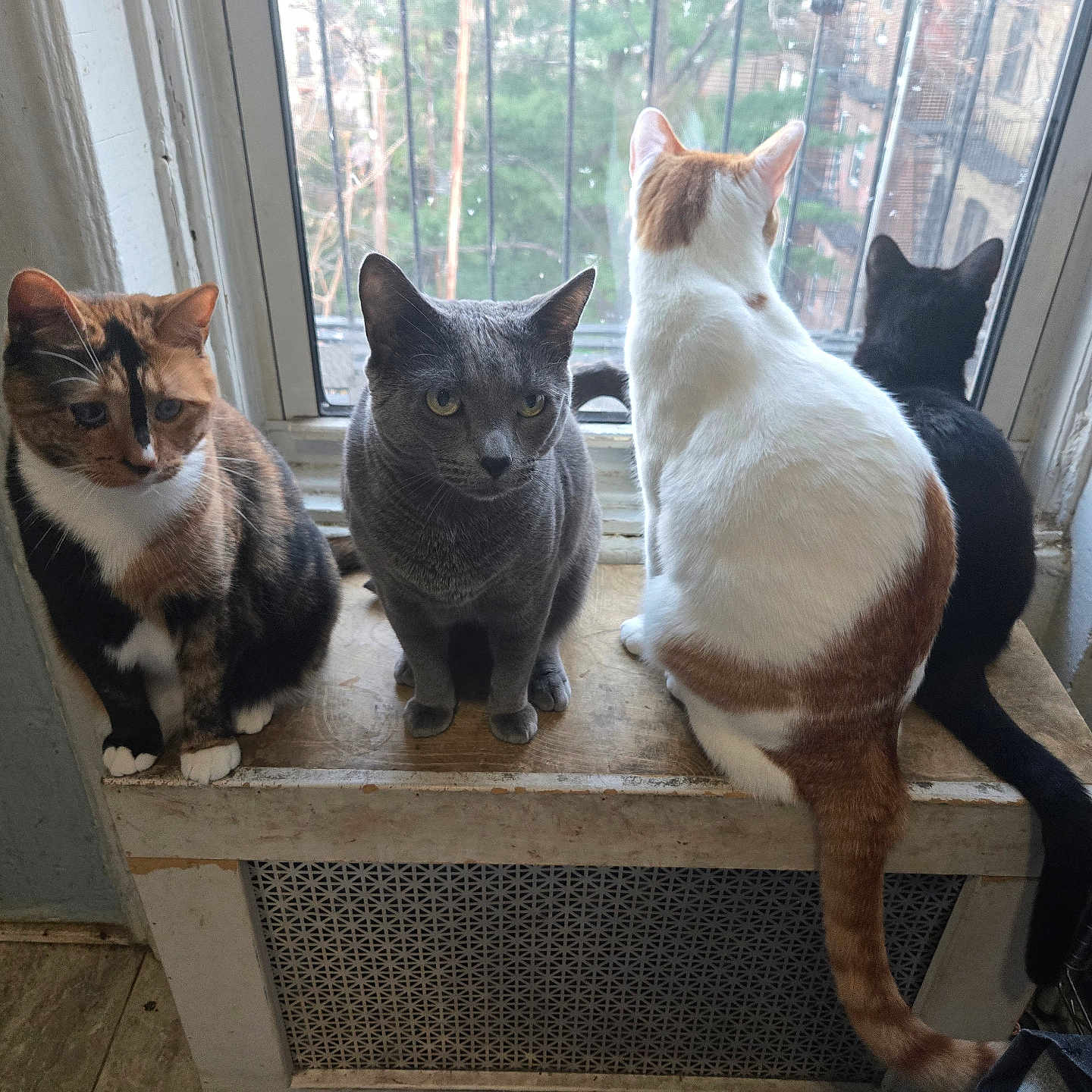 Catfeinated Quartet
