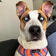 Juna is registered to the contest to win money with this photo: dog, blue_eyes, harness, striped, close_up, pet, canine, indoor, couch, fur, white_fur, brown_fur, black_nose, ears, face, expression, domestic_animal, portrait, animal, companion