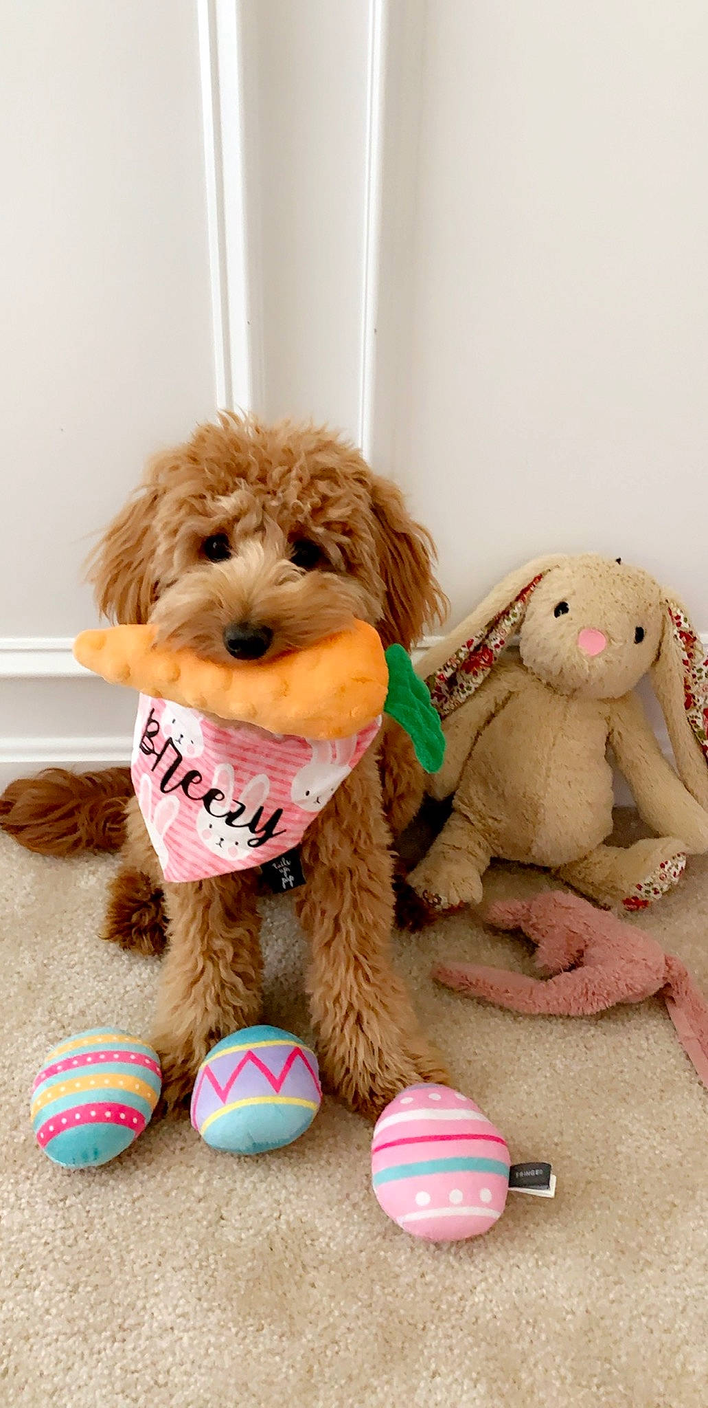 Breezy joined the competition — help win amazing prizes! canidae, carnivore, cockapoo, companion_dog, dog, dog_breed, dog_toy, goldendoodle, labradoodle, plush, poodle, puppy, puppy_love, sporting_group, stuffed_toy, toy, toy_poodle