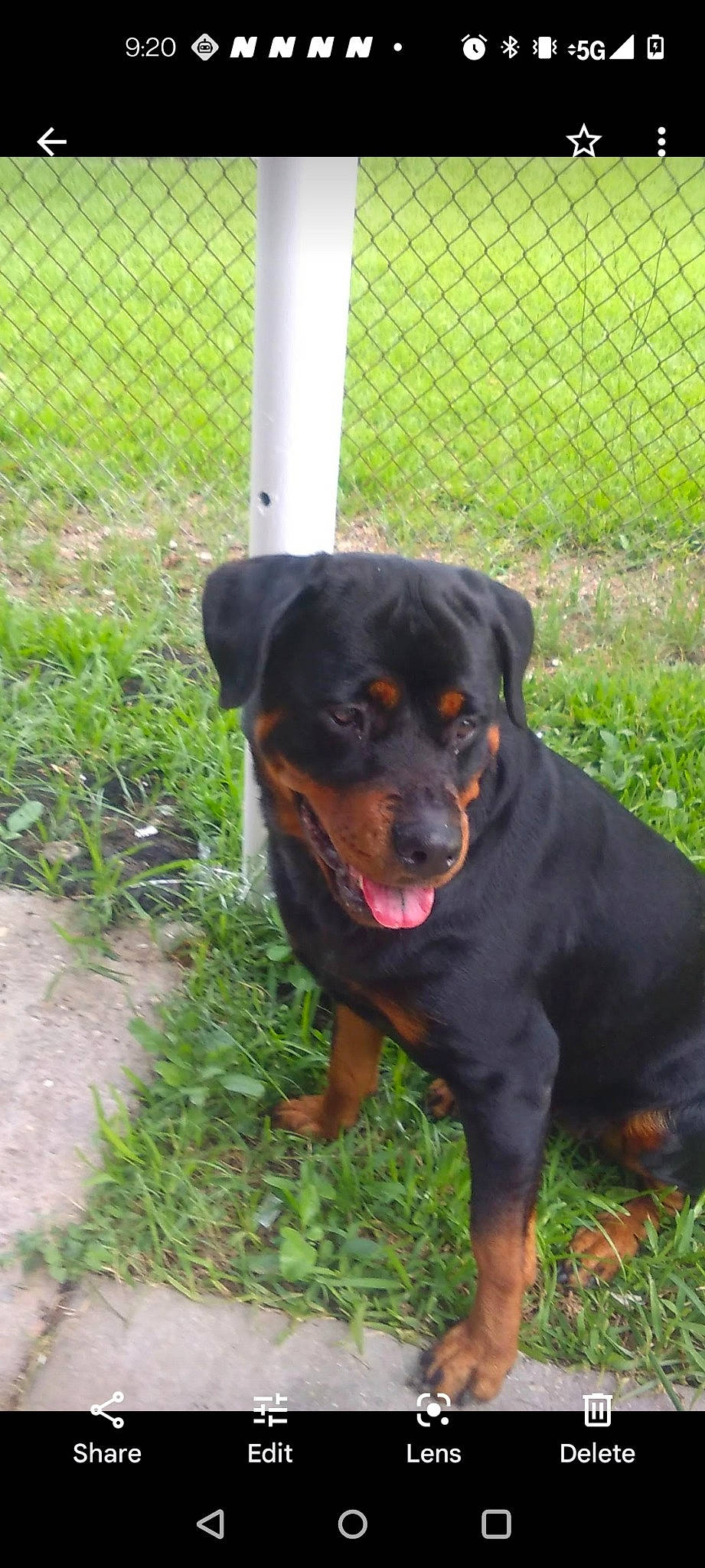 Mary Jane Life Of Riley West joined the competition — help win amazing prizes! canidae, carnivore, chain_link_fencing, companion_dog, dog, dog_breed, fence, grass, guard_dog, home_fencing, hound, mesh, montenegrin_mountain_hound, plant, rottweiler, snout, sporting_group, terrestrial_animal, wire_fencing, working_animal