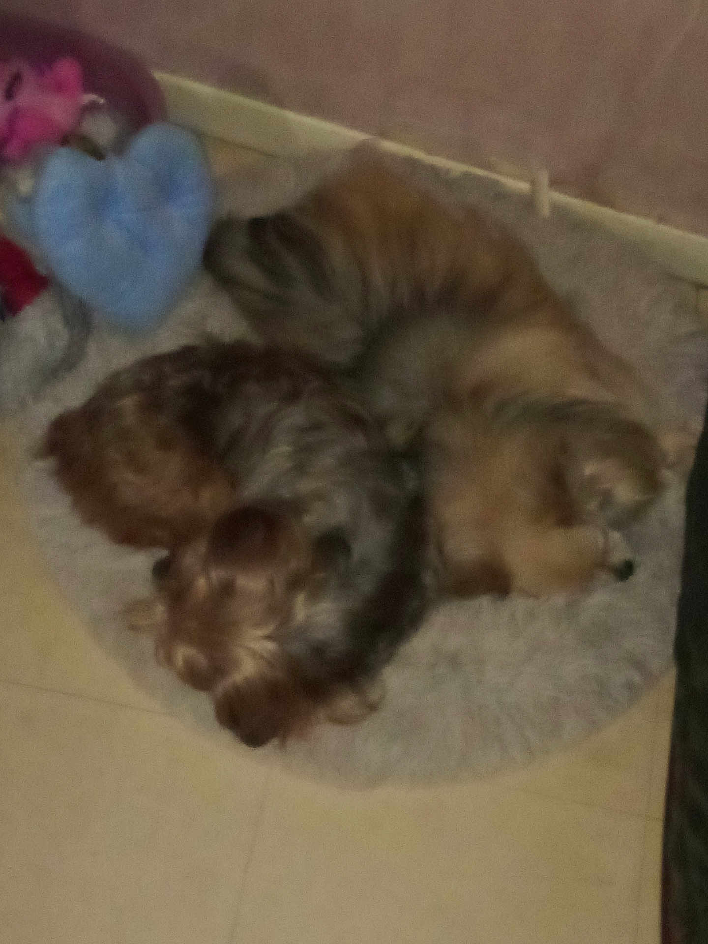 Alisone Coquin a rejoint le concours — aidez-le/la à gagner de superbes lots ! dog, dogs, pet, animal, sleeping, bed, plush_toy, heart_shaped_toy, floor, indoor, cozy, fur, curled_up, resting, cute, companion, sleep, furry, home, quiet
