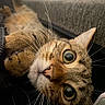 cat, tabby_cat, pet, animal, close_up, portrait, whiskers, green_eyes, wide_eyes, fur, striped_fur, pink_nose, paws, lying_down, upside_down, couch, indoor, home, curious, funny