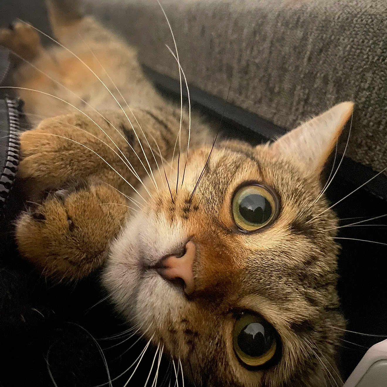 Cleo