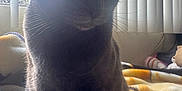 Pussicfer joined the competition — help win amazing prizes! cat, black_cat, indoor, blanket, sunlight, vertical_blinds, window, pet, feline, whiskers, cozy, shadow, animal, domestic, fur, resting, quiet, soft_light, silhouette, home