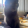 cat, black_cat, indoor, blanket, sunlight, vertical_blinds, window, pet, feline, whiskers, cozy, shadow, animal, domestic, fur, resting, quiet, soft_light, silhouette, home
