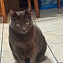 Pussicfer joined the competition — help win amazing prizes! cat, gray_cat, tile_floor, indoor, furniture, wooden_chair, yellow_eyes, pet, animal, curious, sitting, domestic_cat, whiskers, ears, floor_tiles, home, cute, feline, looking, alert