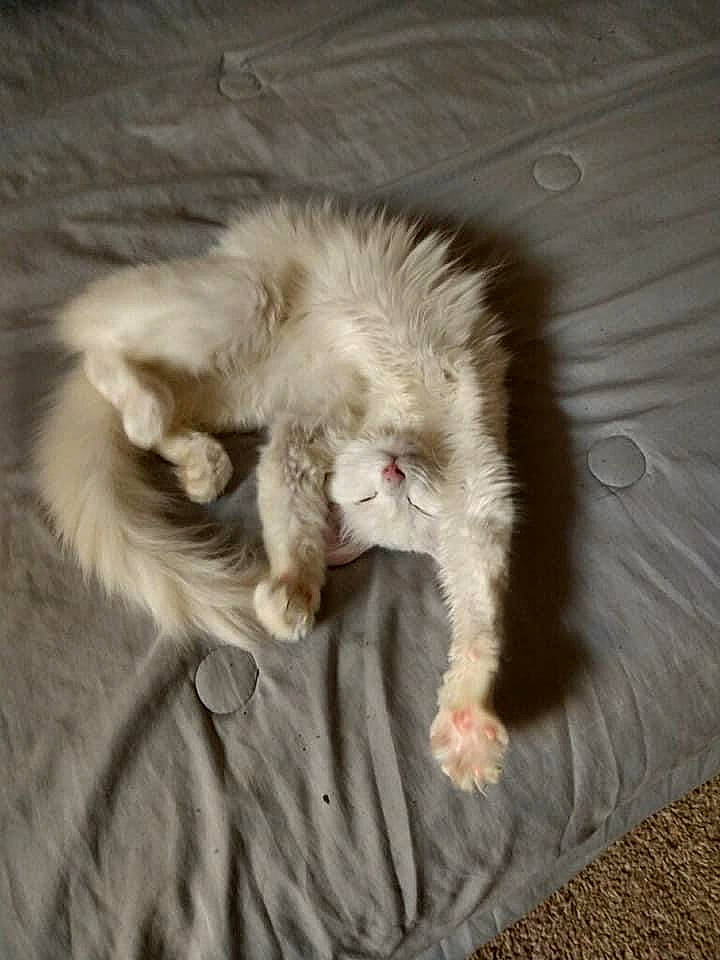 Kit is registered to the contest to win money with this photo: canidae, carnivore, cat, claw, comfort, companion_dog, dog_breed, eye, fang, fawn, felidae, fur, nap, paw, small_to_medium_sized_cats, snout, tail, terrestrial_animal, whiskers, yawn