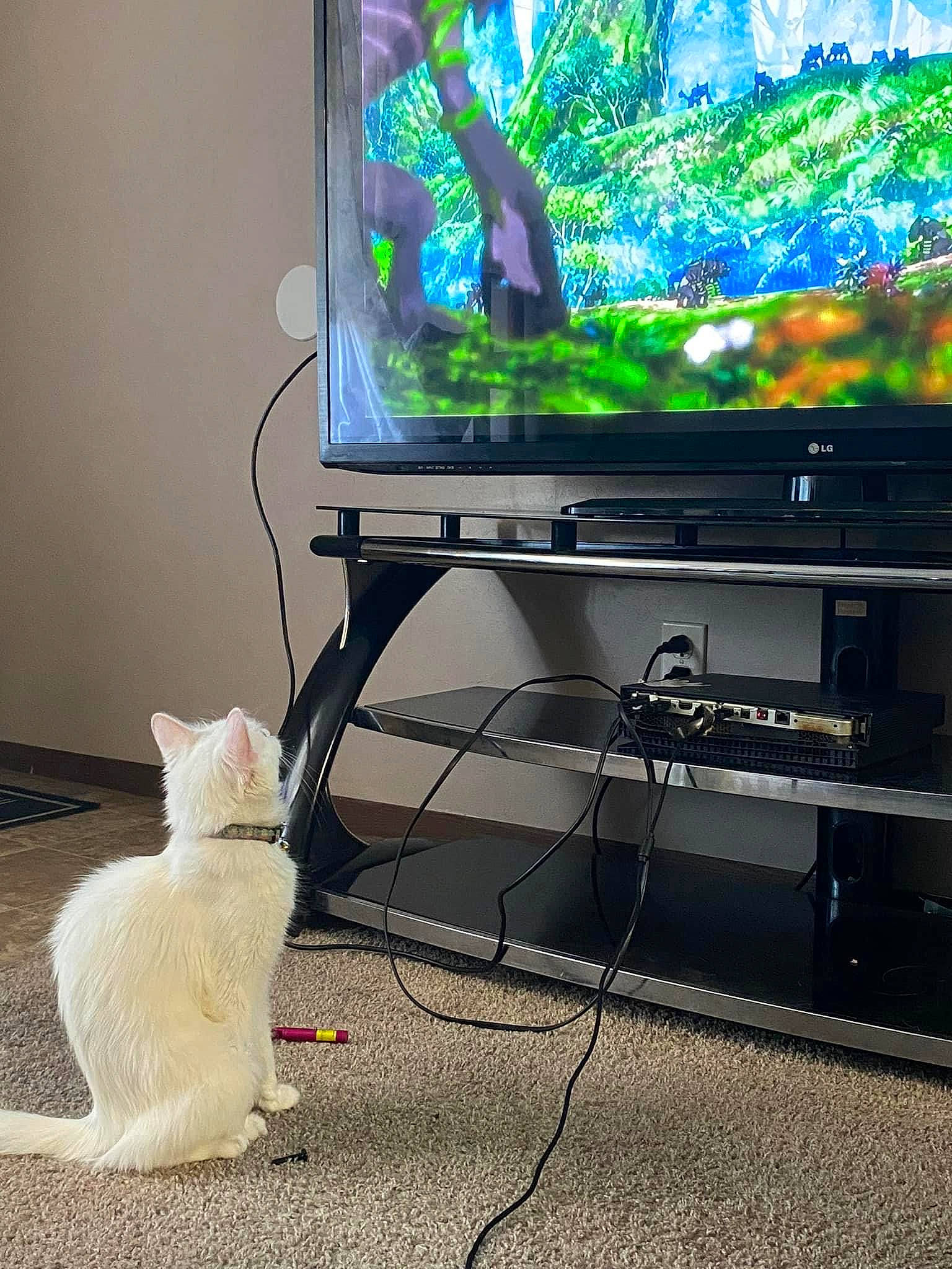 Kit joined the competition — help win amazing prizes! cable_television, carnivore, cat, computer_desk, computer_hardware, computer_monitor_accessory, desktop_computer, display_device, electronic_device, entertainment_center, felidae, flat_panel_display, gadget, home_appliance, output_device, peripheral, small_to_medium_sized_cats, television, television_set, whiskers