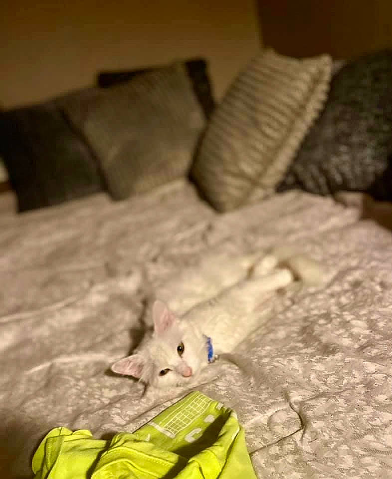 Kit joined the competition — help win amazing prizes! bed, bedding, bedroom, carnivore, comfort, companion_dog, couch, domestic_short_haired_cat, felidae, flooring, fur, furniture, grey, hardwood, linens, pest, room, tail, whiskers, wood