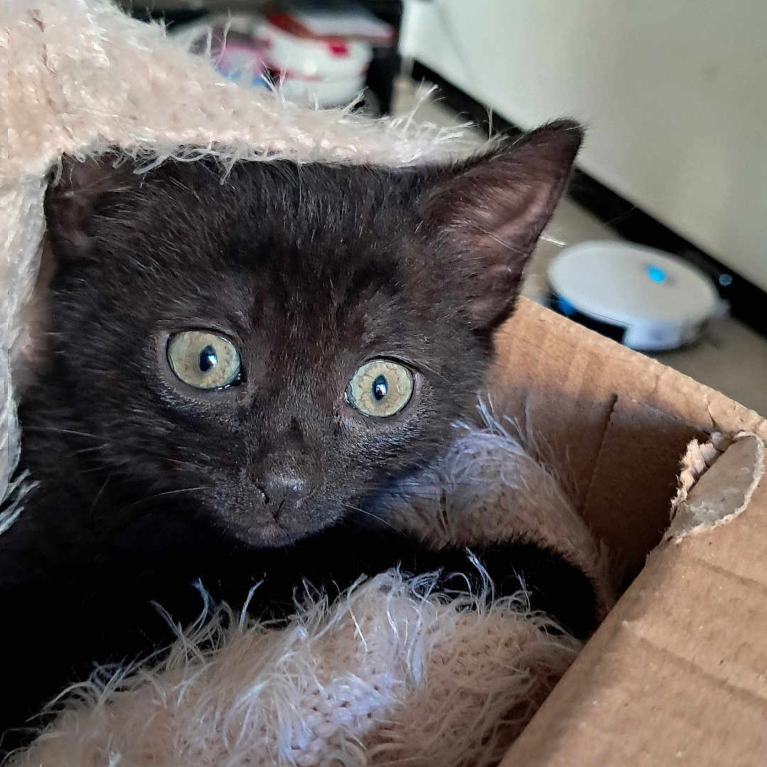 Allumette a rejoint le concours — aidez-le/la à gagner de superbes lots ! animal, black_cat, blanket, cardboard_box, companion, cozy, curious, cute, domestic_cat, feline, furry, household, indoor, kitten, living_room, pet, relaxed, soft_texture, wide_eyes, young_cat