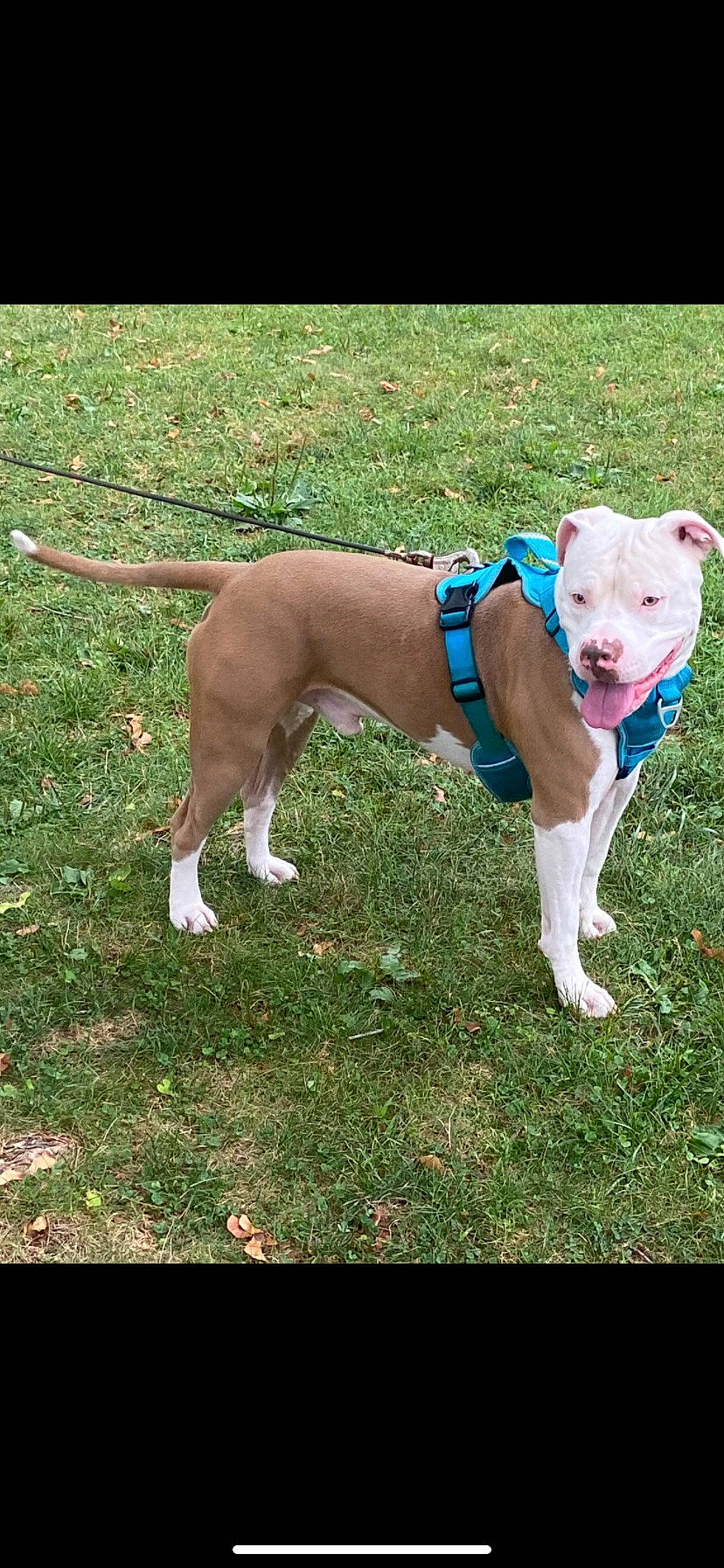 Kane is registered to the contest to win money with this photo: canidae, carnivore, collar, companion_dog, dog, dog_breed, dog_clothes, dog_collar, dog_supply, electric_blue, fashion_accessory, fawn, grass, leash, non_sporting_group, pet_supply, snout, sporting_group, tail, working_animal