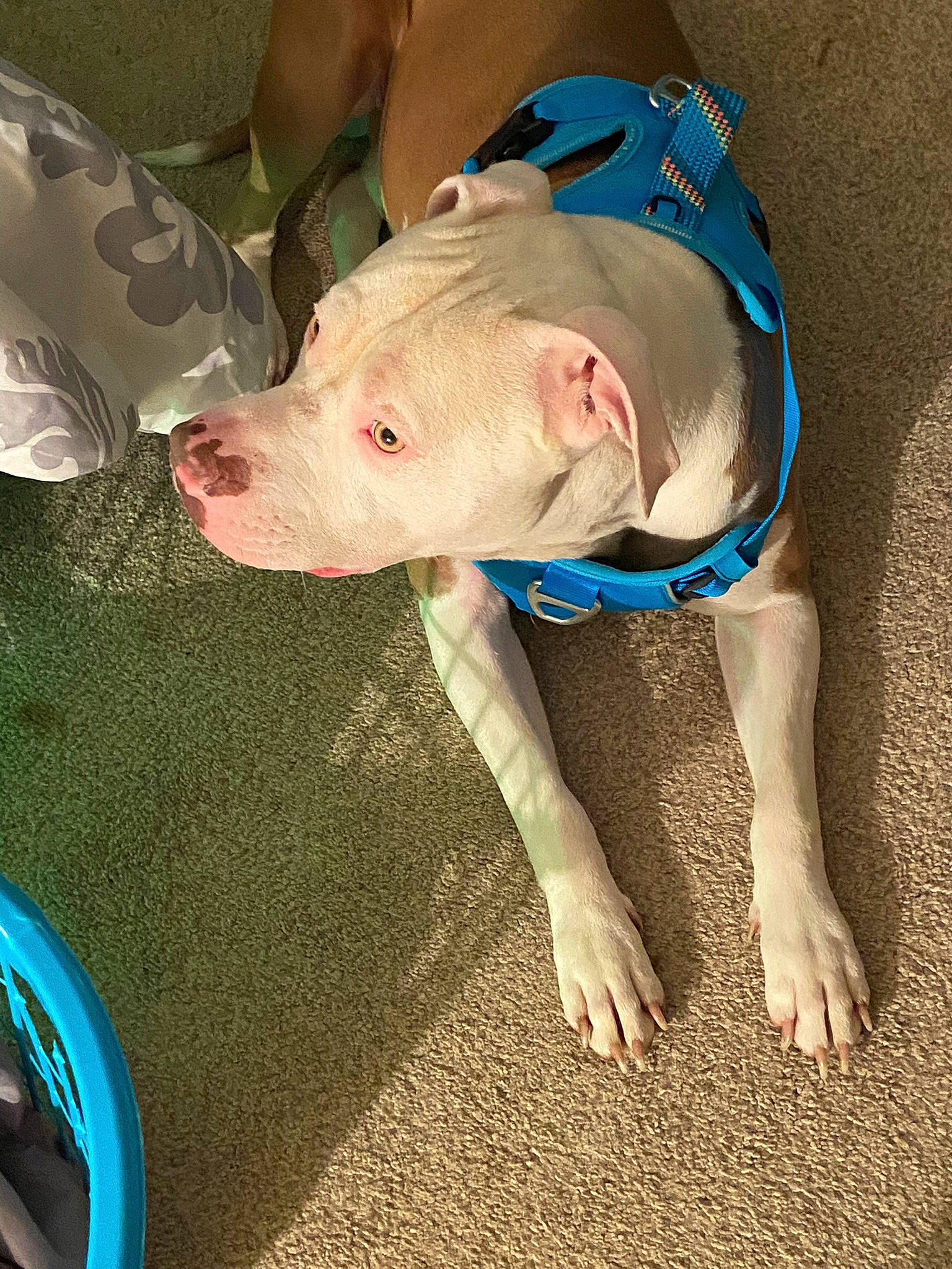 Kane joined the competition — help win amazing prizes! carnivore, dog, dog_breed, domestic_pig, electric_blue, fawn, grass, landscape, livestock, non_sporting_group, snout, sporting_group, suidae, terrestrial_animal, working_animal