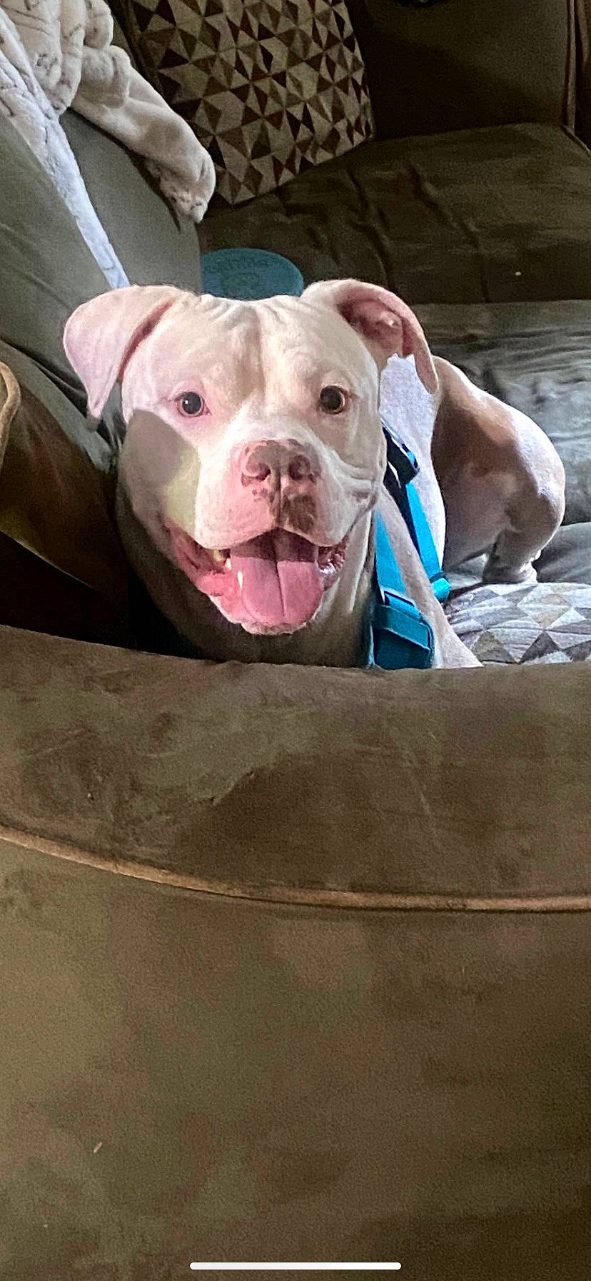 Kane joined the competition — help win amazing prizes! carnivore, dog_breed, fawn, livestock, non_sporting_group, snout, sporting_group, suidae, terrestrial_animal, whiskers, working_animal, wrinkle