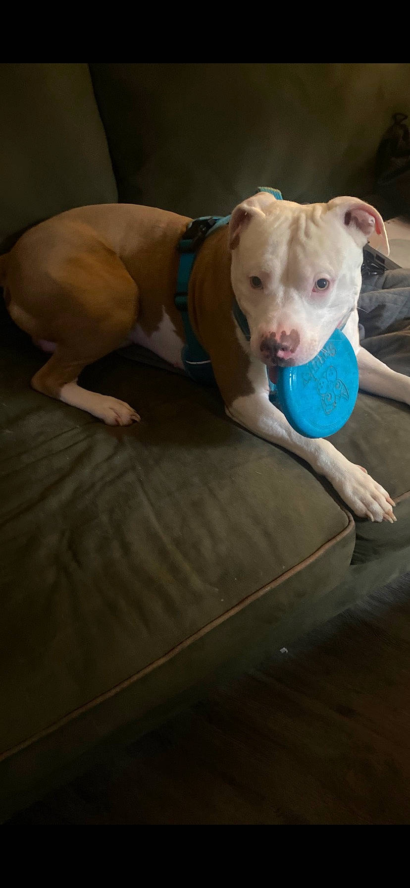 Kane is registered to the contest to win money with this photo: adventure, canidae, carnivore, comfort, companion_dog, dog, dog_breed, fawn, flooring, foot, hardwood, non_sporting_group, pet_supply, snout, sporting_group, tail, terrestrial_animal, wood, working_animal