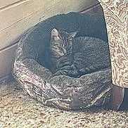 Bandit joined the competition — help win amazing prizes! cat, pet_bed, tabby, sleeping, indoor, carpet, furniture, armchair, wood_paneling, cozy, resting, patterned, camo, fur, animal, domestic, quiet, relaxation, corner, home