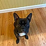 animal, brown_floor, canine, companion, cute, dog, domestic, ears, flooring, french_bulldog, fur, indoor, looking_up, mammal, one_animal, pet, pet_portrait, waiting, wall, wooden_floor