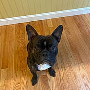 Tucker joined the competition — help win amazing prizes! animal, brown_floor, canine, companion, cute, dog, domestic, ears, flooring, french_bulldog, fur, indoor, looking_up, mammal, one_animal, pet, pet_portrait, waiting, wall, wooden_floor