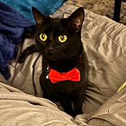 Ziggy Stardust joined the competition — help win amazing prizes! black_cat, cat, pet, animal, yellow_eyes, bow_tie, red_bow_tie, feline, indoor, blanket, cozy, bed, fur, whiskers, ears, cute, domestic_cat, looking_away, collar, soft