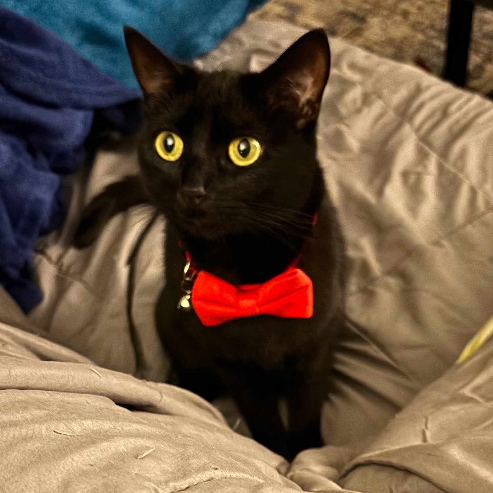 Ziggy Stardust joined the competition — help win amazing prizes! black_cat, cat, pet, animal, yellow_eyes, bow_tie, red_bow_tie, feline, indoor, blanket, cozy, bed, fur, whiskers, ears, cute, domestic_cat, looking_away, collar, soft