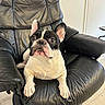 dog, french_bulldog, black_and_white, leather_chair, indoor, pet, animal, cute, alert, sitting, fur, ears, floor, wooden_floor, paw, relaxed, home, furniture, companion, domestic