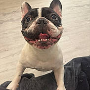 Alan a rejoint le concours — aidez-le/la à gagner de superbes lots ! dog, french_bulldog, smiling, happy, pet, animal, indoor, floor, light_wood, paws, close_up, looking_up, tongue_out, ears_up, black_and_white, cute, companion, friendly, canine, playful