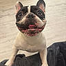 dog, french_bulldog, smiling, happy, pet, animal, indoor, floor, light_wood, paws, close_up, looking_up, tongue_out, ears_up, black_and_white, cute, companion, friendly, canine, playful